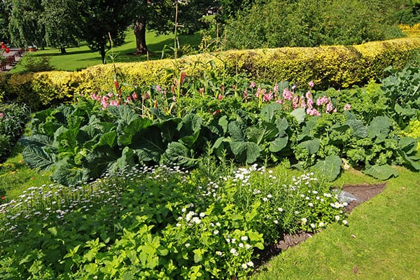 ekologiczny ogród warzywny