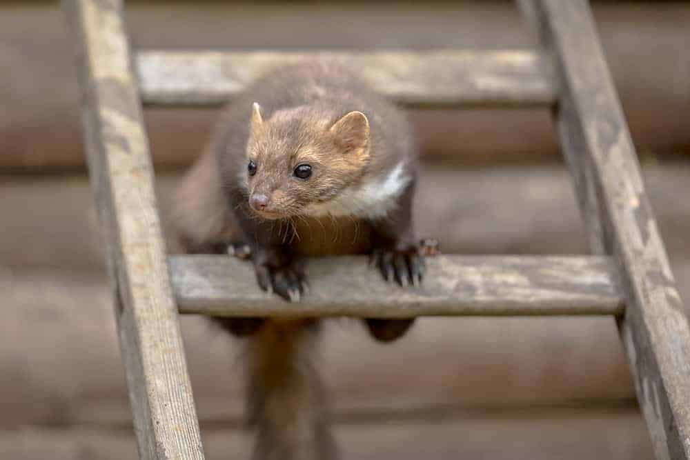 Kuna domowa: skuteczne sposoby na pozbycie się kuny z domu | BLOG BUDOWLANY Skuteczne sposoby na kunę domową