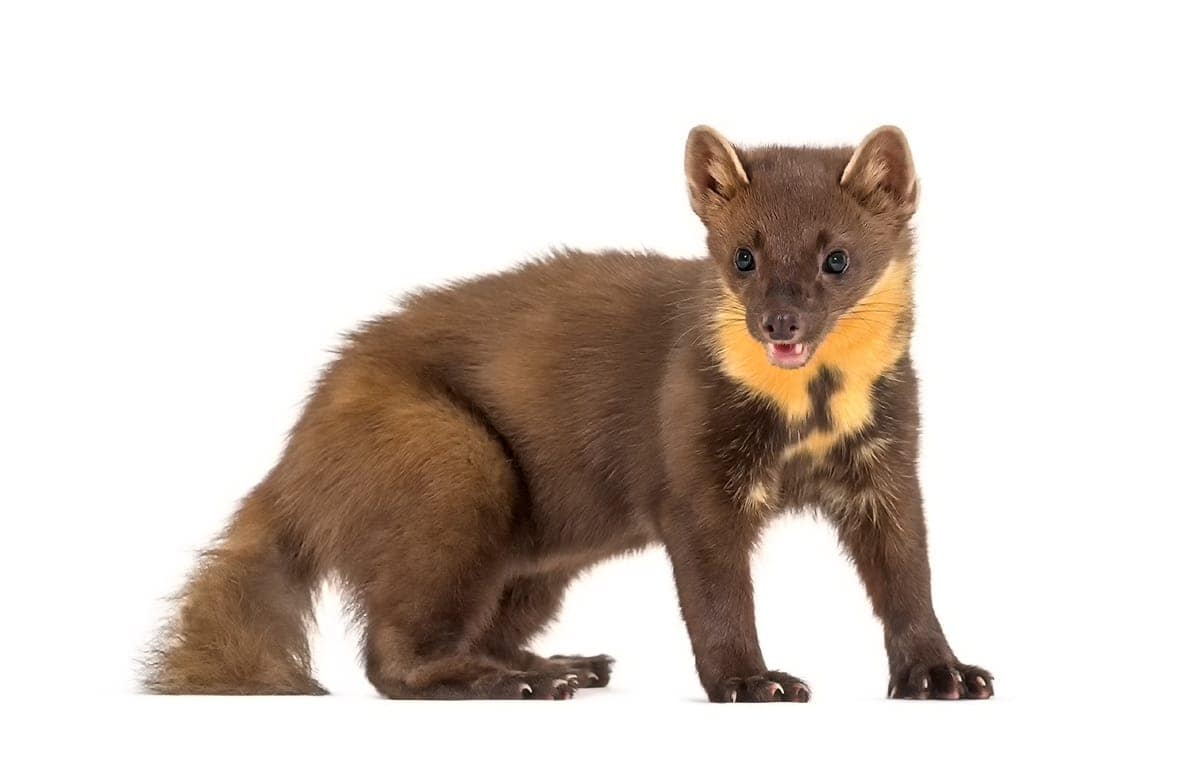 Kuna domowa: skuteczne sposoby na pozbycie się kuny z domu | BLOG BUDOWLANY Kuna leśna