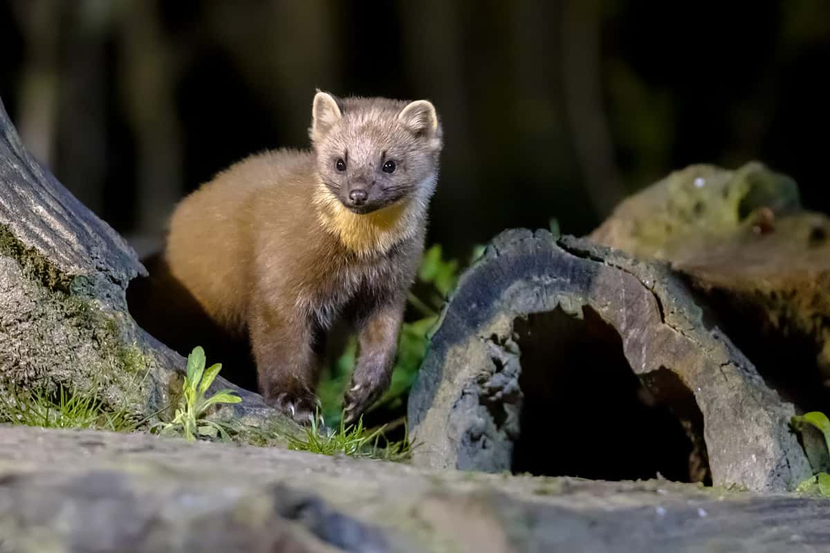 Kuna domowa: skuteczne sposoby na pozbycie się kuny z domu | BLOG BUDOWLANY Kuna domowa: skuteczne sposoby na pozbycie się kuny z domu | BLOG BUDOWLANY