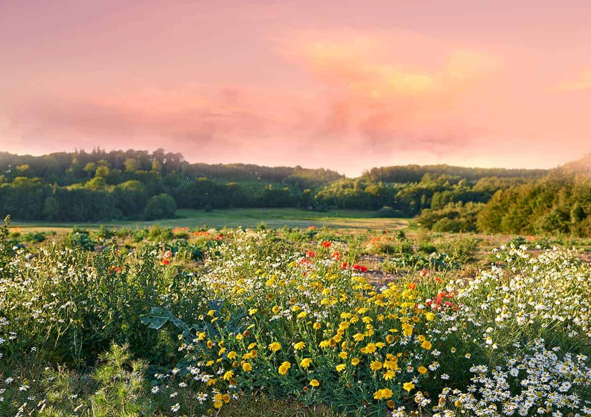 Ile kosztuje założenie łąki kwiatowej?
