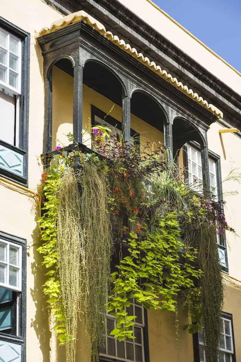 Kwiaty balkonowe: jakie wybrać i jak dbać o rośliny na balkonie? | BLOG BUDOWLANY Kwiaty balkonowe: jakie wybrać i jak dbać o rośliny na balkonie? | BLOG BUDOWLANY