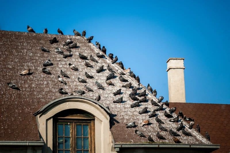 Stan techniczny budynku a ptaki. Po co montować zabezpieczenia na gołębie? | BLOG BUDOWLANY gołębie na dachu