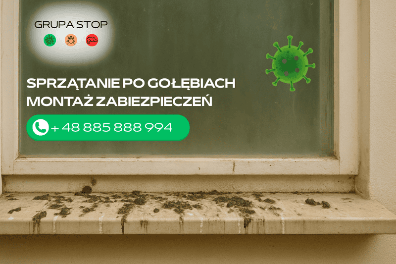 Stan techniczny budynku a ptaki. Po co montować zabezpieczenia na gołębie? | BLOG BUDOWLANY sprzątanie po gołębiach