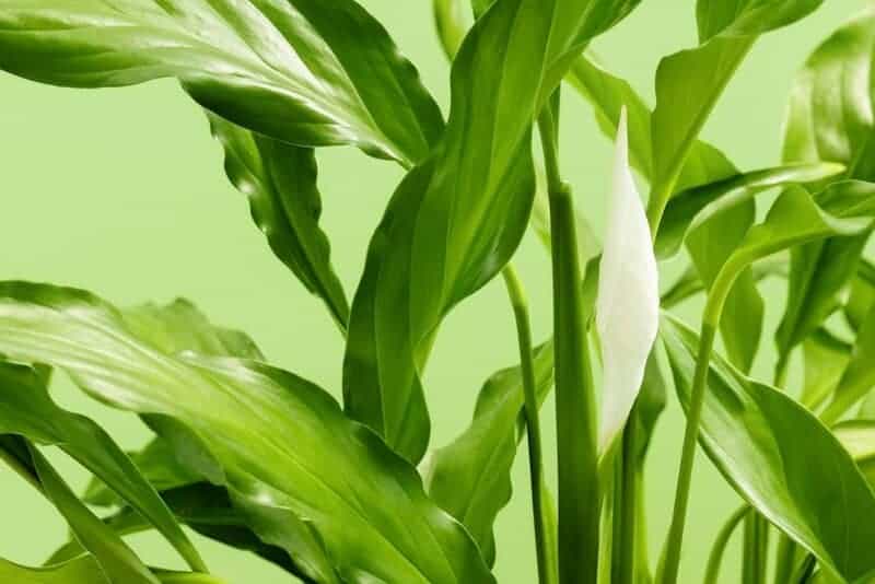 Rośliny doniczkowe a oczyszczanie powietrza: które gatunki warto mieć w domu? | BLOG BUDOWLANY